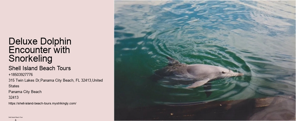 Snorkeling Excursions With Dolphin Sightings In Split