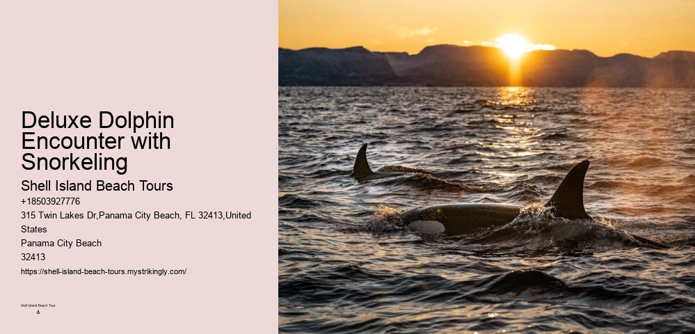 PCB Dolphin Discovery Voyages