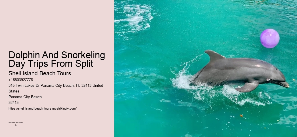 Beach Dolphin Tours