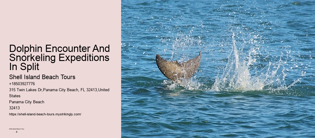 Dolphin watching adventures in Panama City Beach