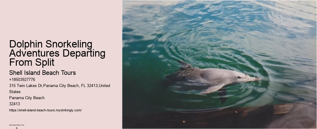 Will Dolphins Let You Touch Them