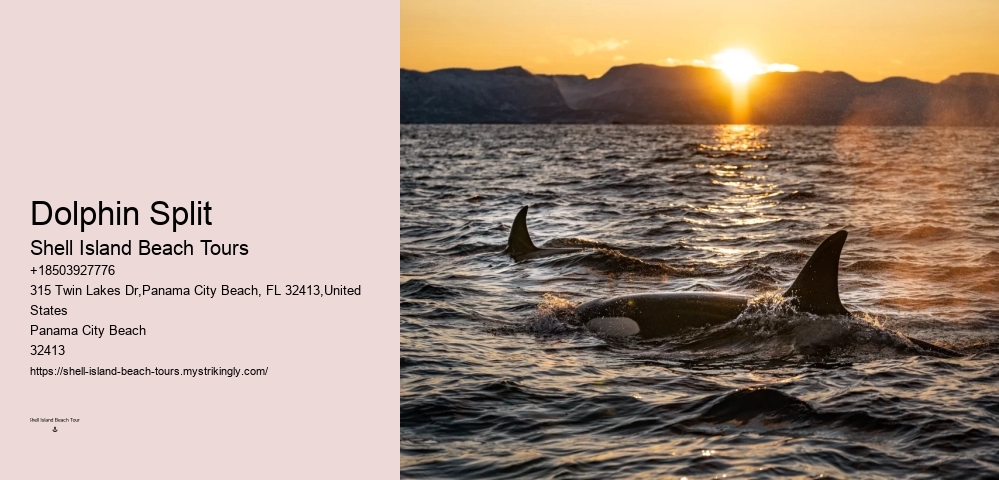 Swim With Dolphins