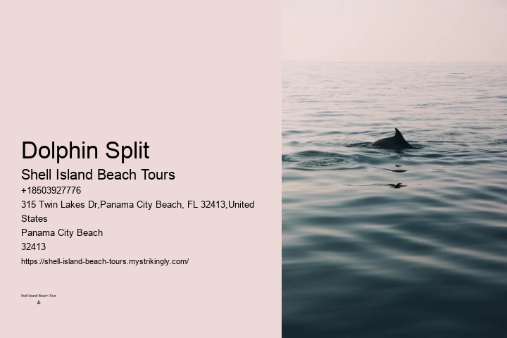 Split Guided Snorkeling And Dolphin Watching Tours