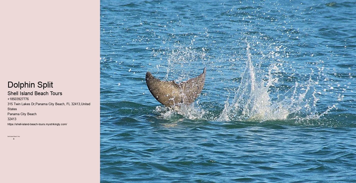 Dolphin Charter Boat