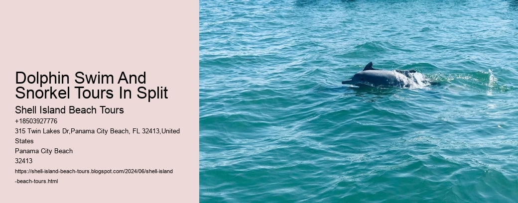 Dolphin Swim And Snorkel Tours In Split