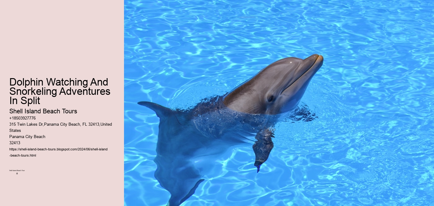 Dolphin Watching And Snorkeling Adventures In Split