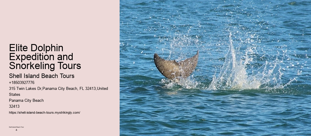 Tailored Dolphin Safari with Snorkeling