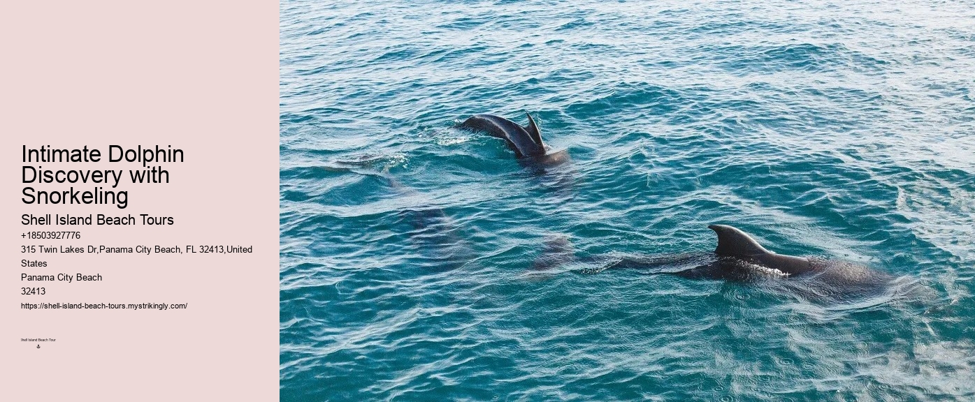 Dolphin Snorkeling Adventures Departing From Split