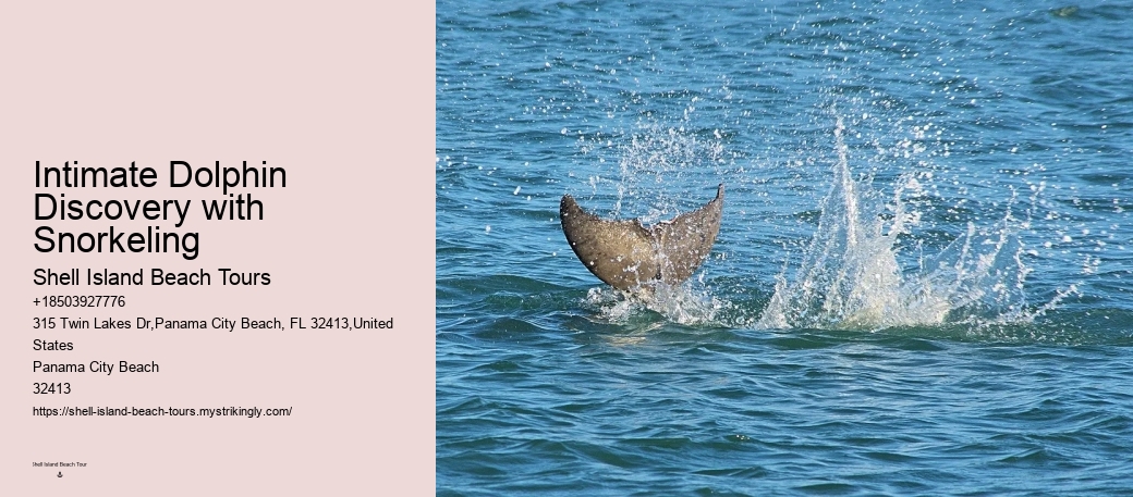 Snorkeling Safaris With Dolphin Watching In Split