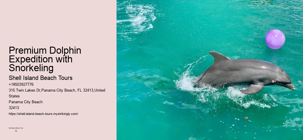 Diving With Dolphins
