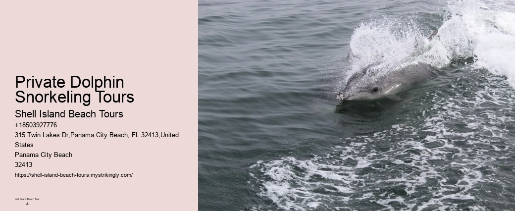 Deluxe Dolphin Discovery and Snorkeling Trips