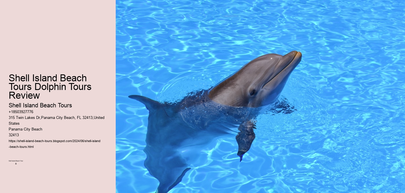 Shell Island Beach Tours Dolphin Tours Review
