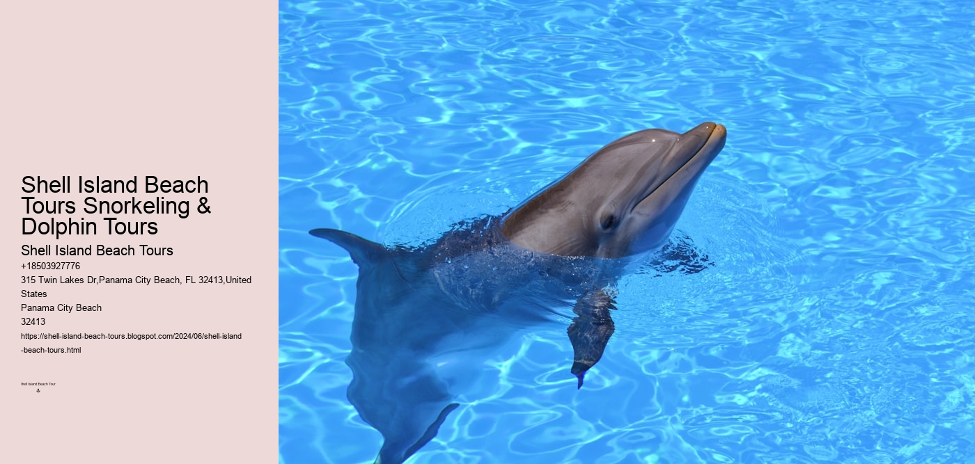 Shell Island Beach Tours Snorkeling & Dolphin Tours