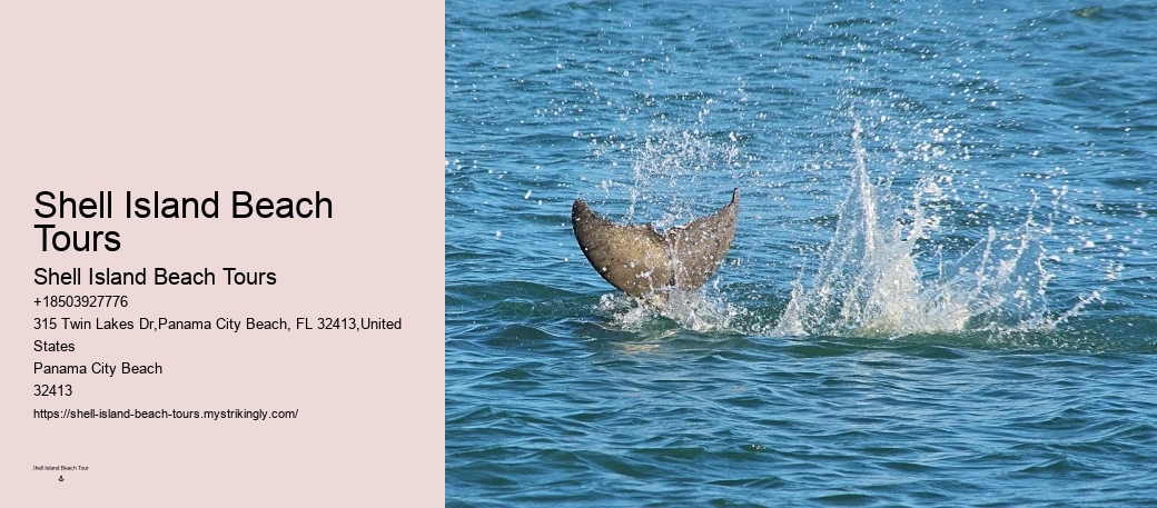 How Long Is The Dolphin Swim Experience And What Is The Age