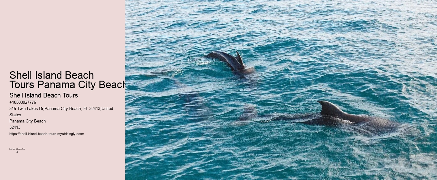 Luxury Dolphin Watching and Snorkeling Tours