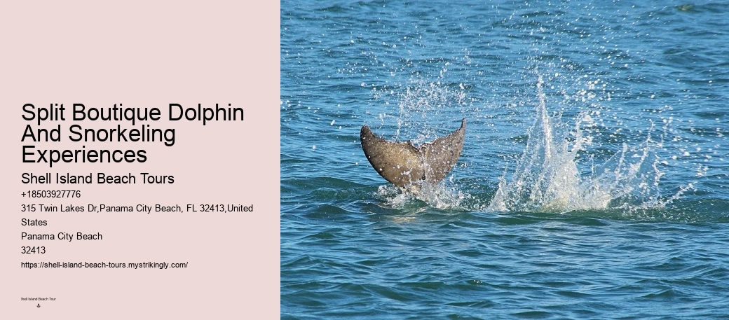 Dolphin Encounter