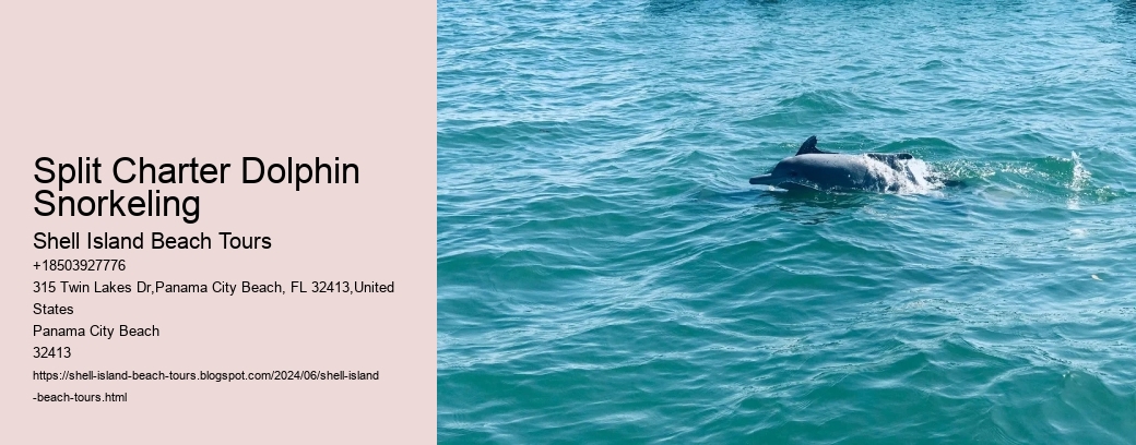 Split Charter Dolphin Snorkeling