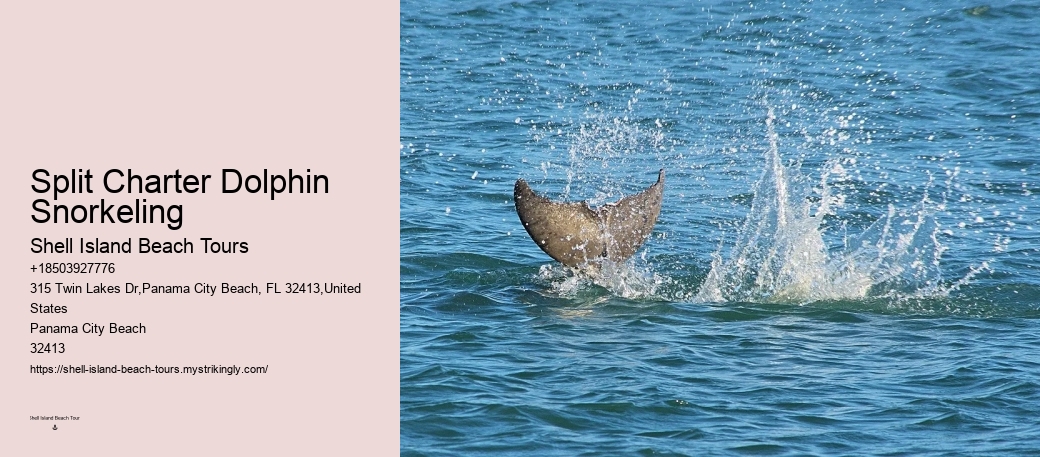 Split Expert-led Dolphin And Snorkeling Tours