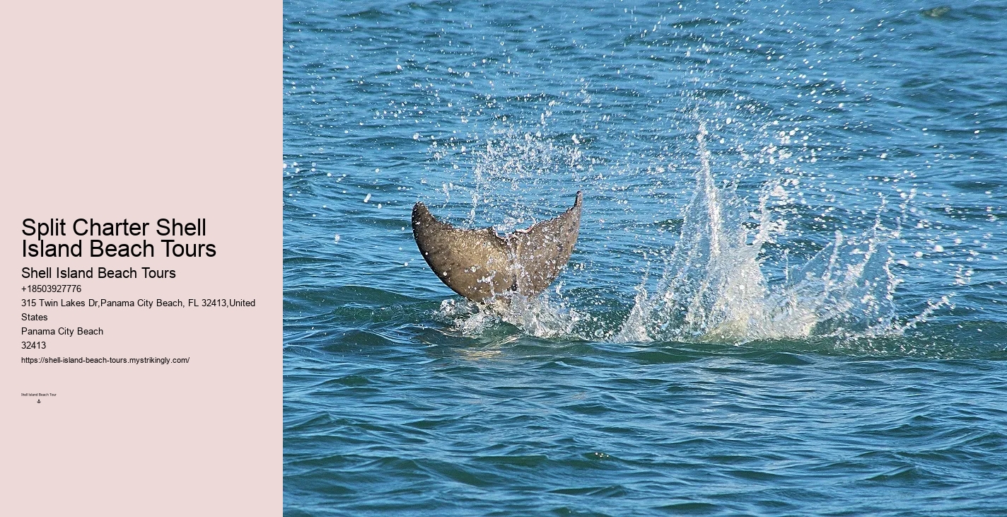 Split Exclusive Dolphin And Snorkeling Charters