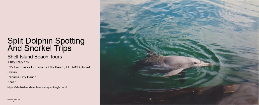 Why Can't You Wear Jewelry While Swimming With Dolphins