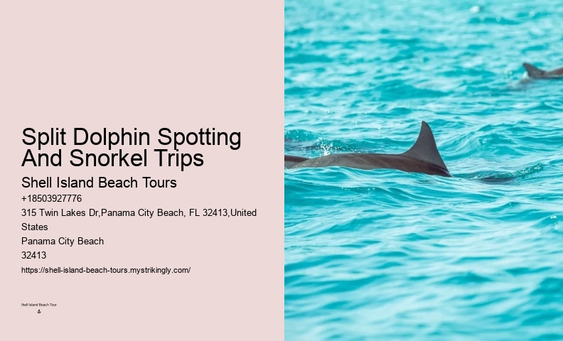 Dolphin boat rides in Panama City Beach