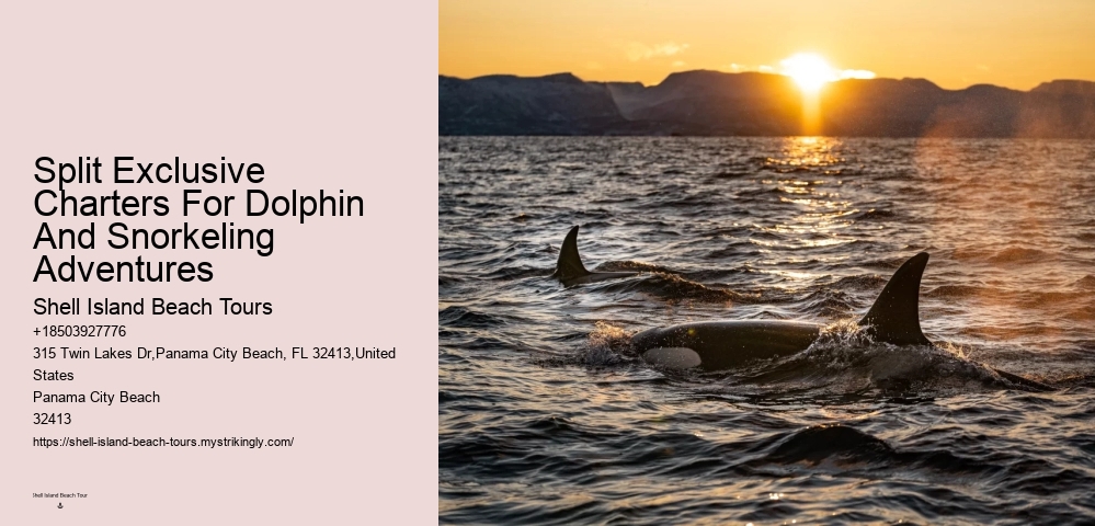 Panama City Beach dolphin discovery experiences