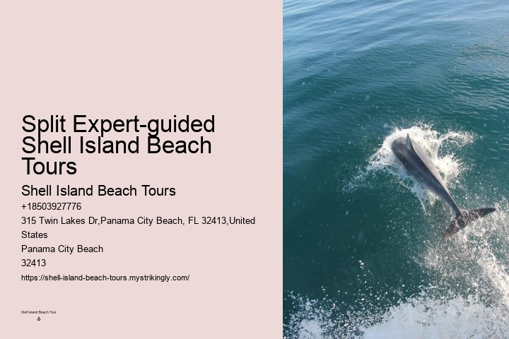 Split Snorkeling And Dolphin Watching For Beginners