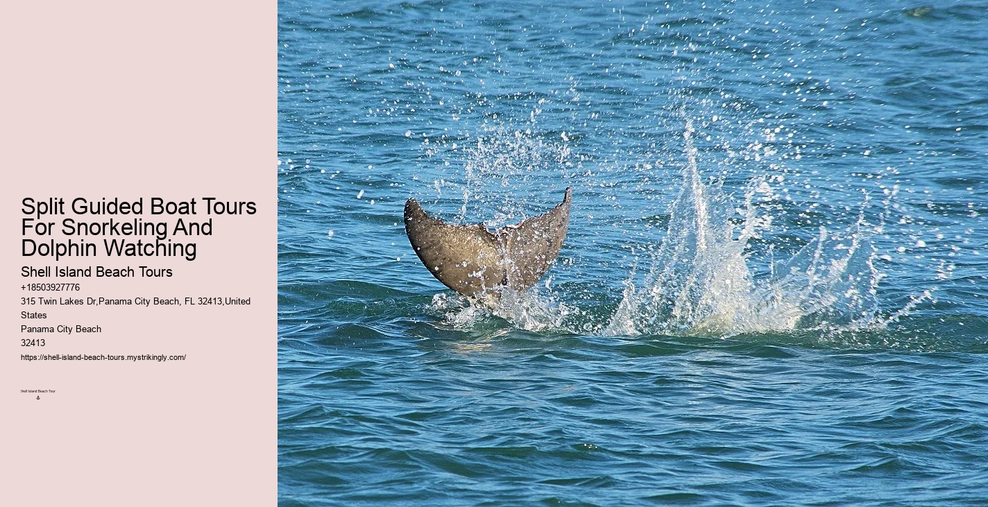 Split Private Snorkeling And Dolphin Watching Tours