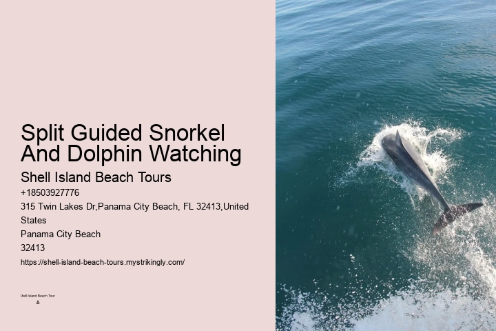 Deluxe Dolphin Encounter with Snorkeling