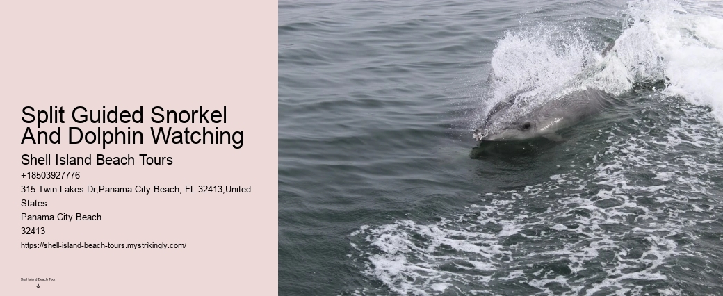 Flippers Dolphin Cruise
