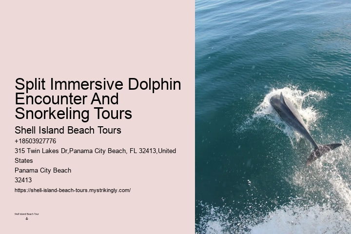 Dolphin Tours Panama City
