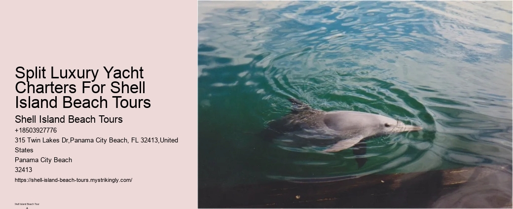 How Do Dolphins See Humans