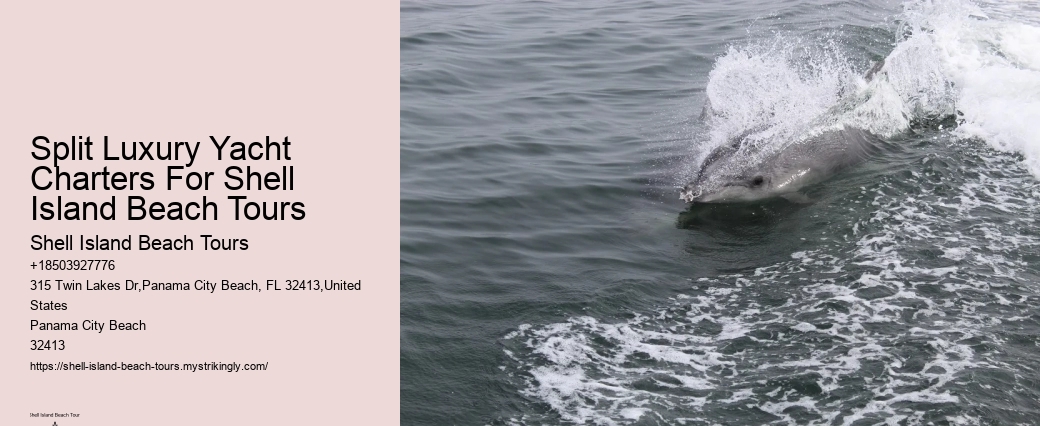 What Cruise Can You Swim With Dolphins