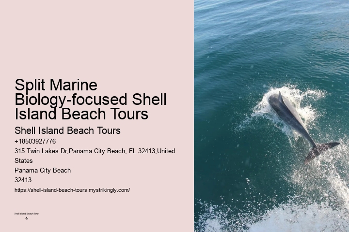 Split Boat Trips For Dolphin Watching And Snorkeling