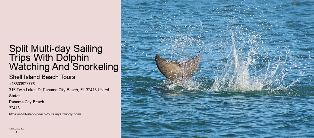 Appreciating Dolphins
