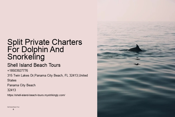Split Underwater Photography Tours With Dolphin And Snorkeling