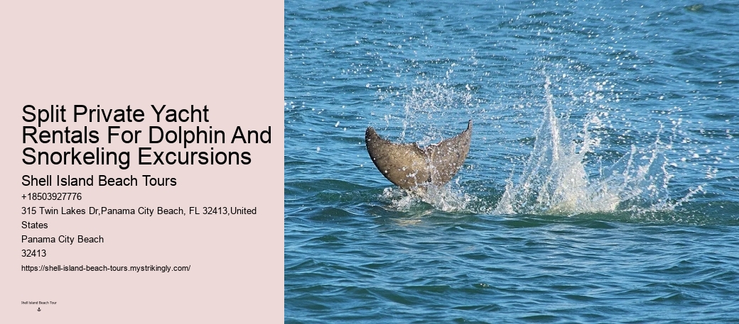 Beach Dolphin