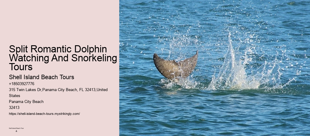 Dolphin Tours Tampa Bay