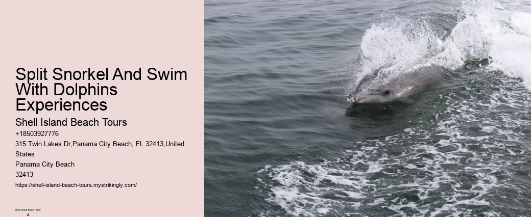 What Not To Do Around Dolphins