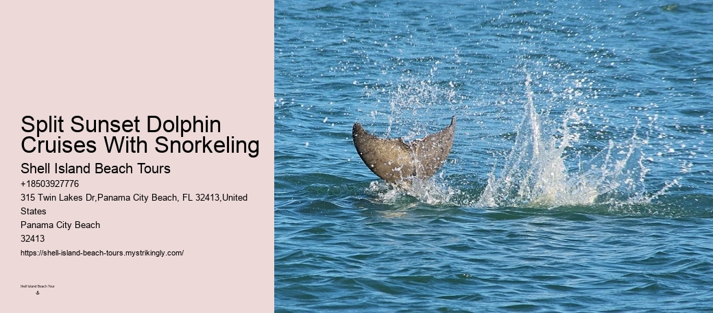 Split Intimate Dolphin And Snorkeling Adventures