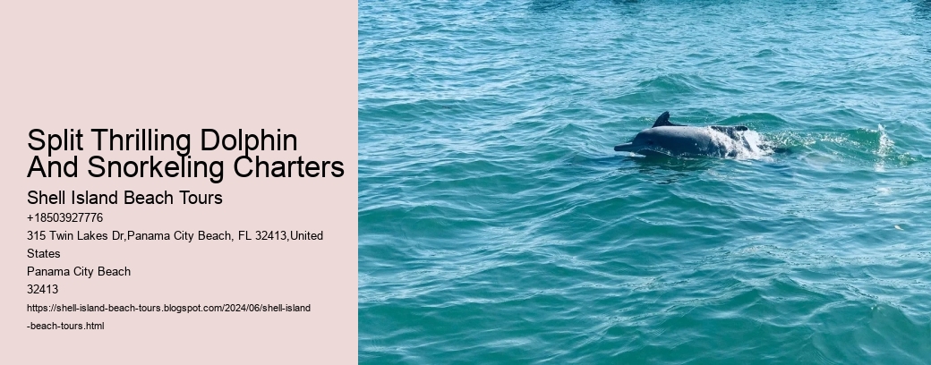 Split Thrilling Dolphin And Snorkeling Charters