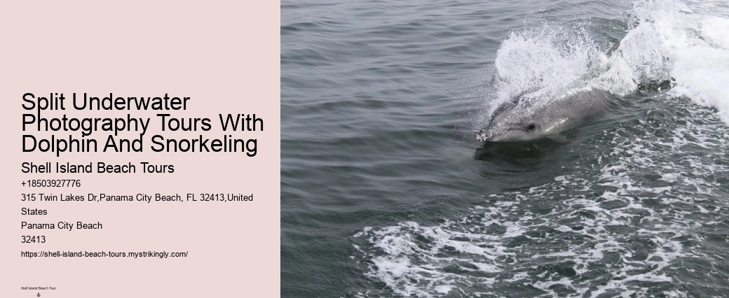 Swim-with-the-dolphins Attractions