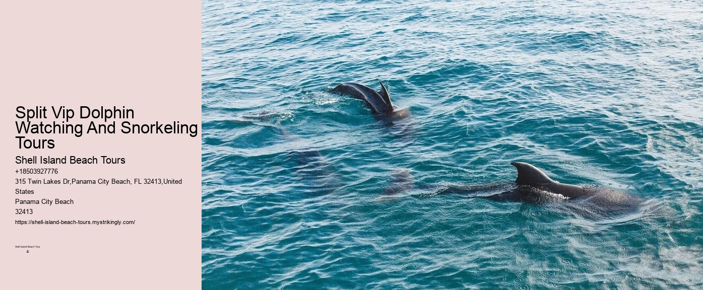 Where Is The Best Place For Dolphin Watching