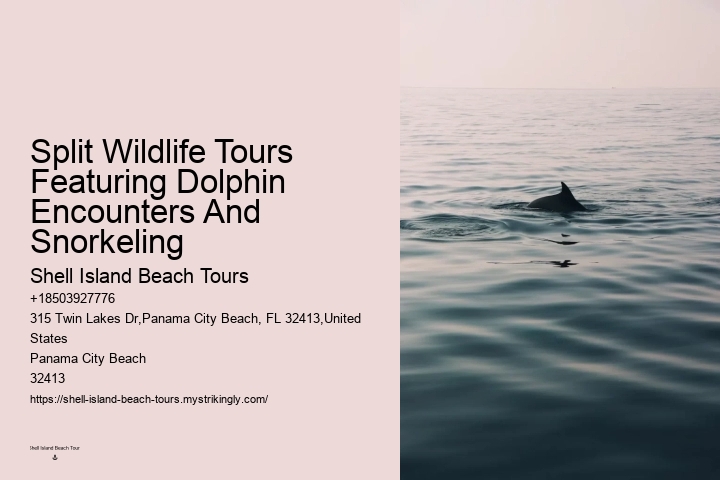 Dolphin Tours In Panama City Florida