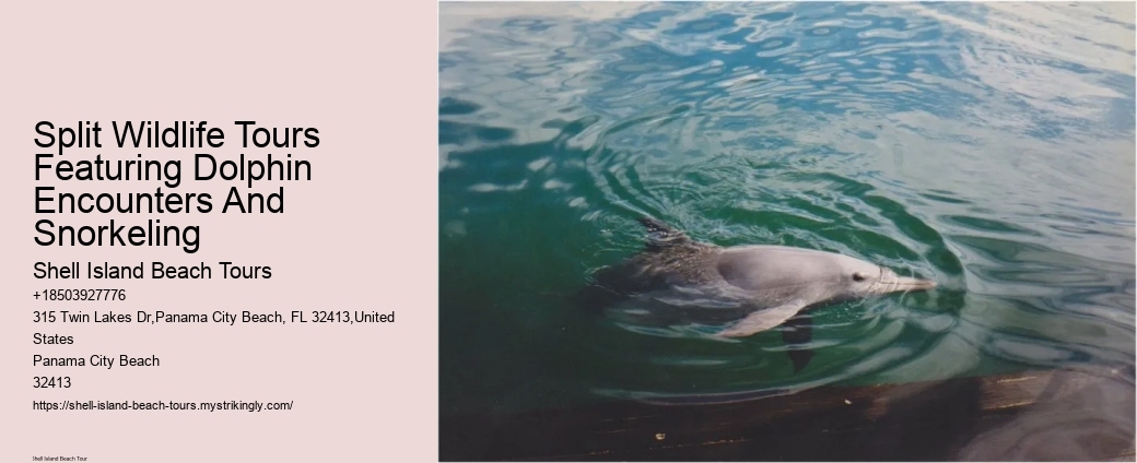 Where Is The Best Place To See Dolphins In The World