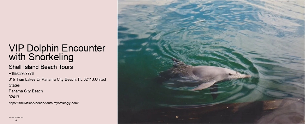 Split Ultimate Dolphin And Snorkeling Expeditions