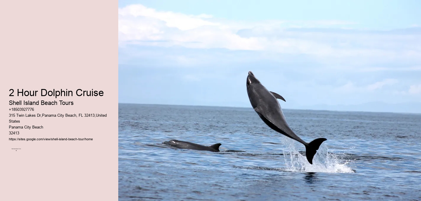 Sweet Sunsets And Dolphin Tours