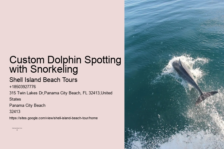 Tailored Dolphin Watching with Snorkeling