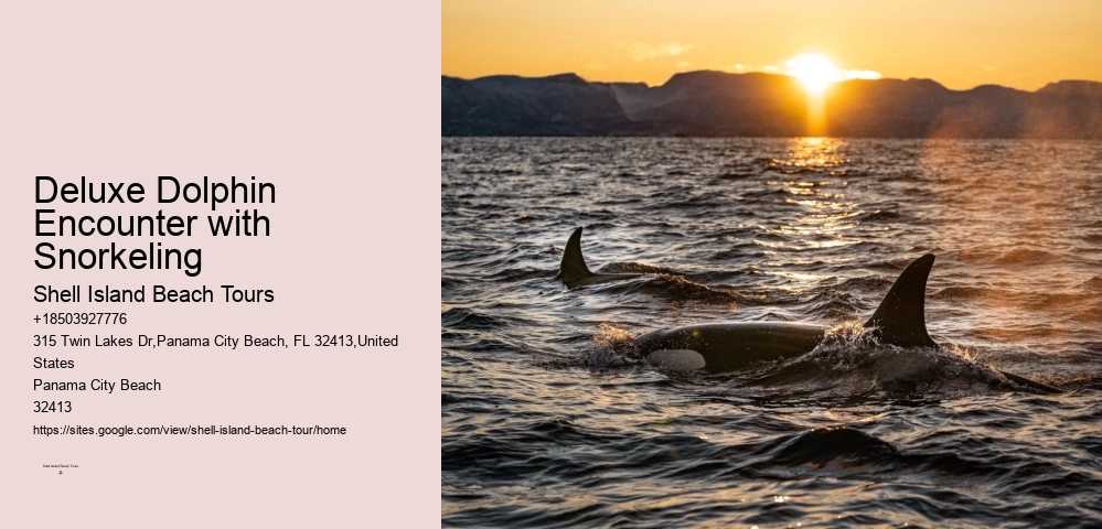 Deluxe Dolphin Encounter with Snorkeling