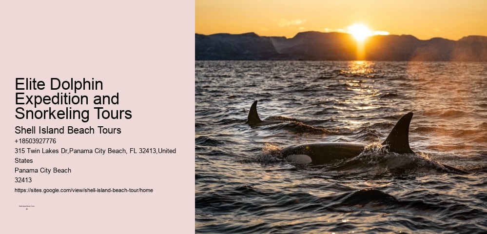Elite Dolphin Expedition and Snorkeling Tours